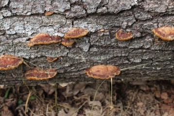 Tree Fungus 2